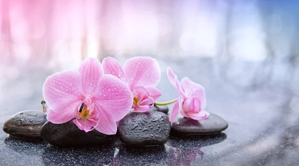 Fundo de spa com orquídea rosa e pedras de spa preto . — Fotografia de Stock