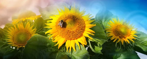 Close up of sunflower and bee . Summer background. — Stock Photo, Image