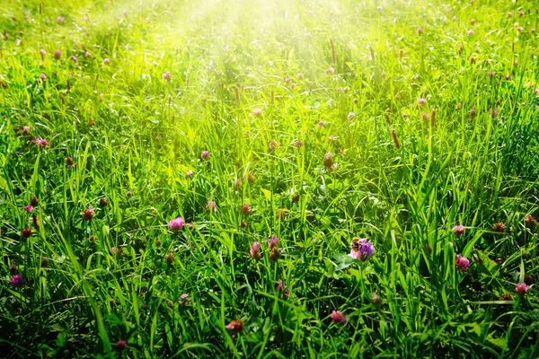 Biene auf bunten Kleeblumen Feld. Natur Wiese Hintergrund. — Stockfoto