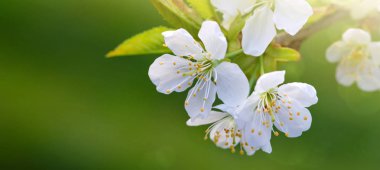 Yeşil Doğa arka plan üzerinde çiçeği ağaç. Bahar arka plan.