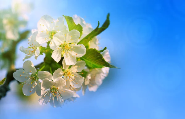 White flowers of cherry trees in the spring. — Stock Photo, Image