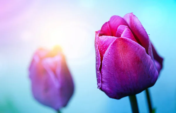 Фиолетовые Тюльпаны Выделены Зеленом Фоне Летний Фон — стоковое фото