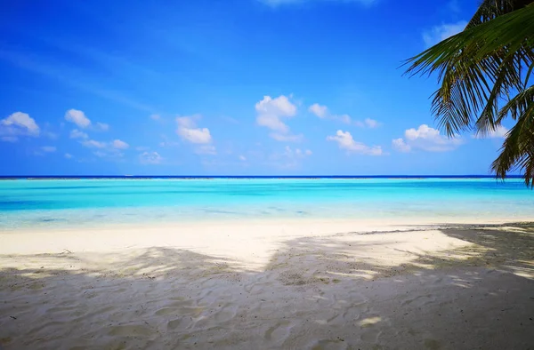 Bella Spiaggia Tropicale Delle Maldive Palme Cocco Sfondo Viaggio — Foto Stock