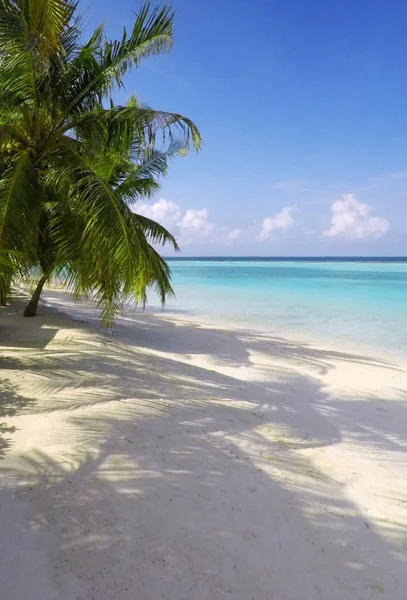 Bela Praia Tropical Maldivas Coqueiros Fundo Viagem — Fotografia de Stock