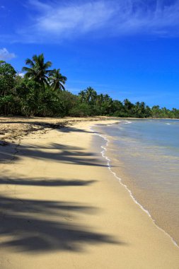 Beyaz tropikal plajda palmiye ağaçları. Arka plan seyahat.