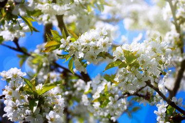 Beyaz kiraz çiçeklerine yaklaş. Bahar arkaplanı.