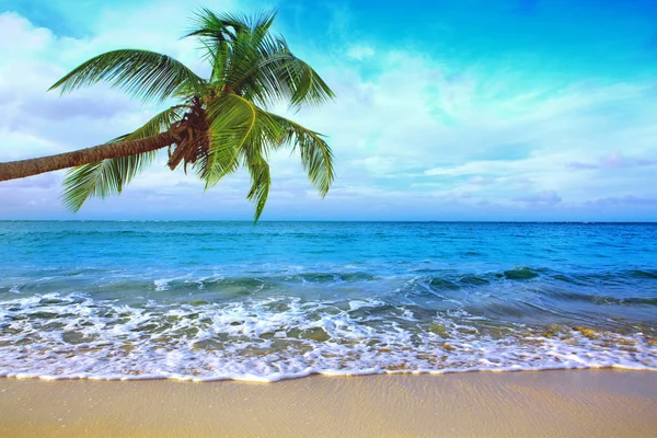 Karayip Denizi ve yeşil palmiye. Arka plan seyahat. — Stok fotoğraf
