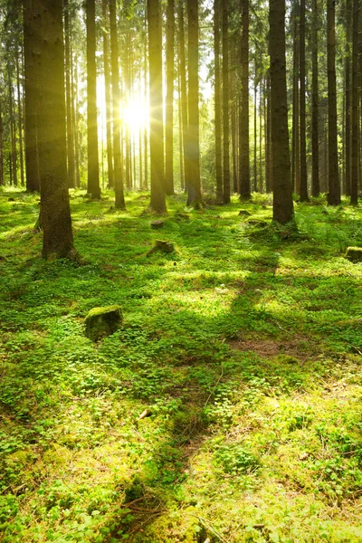 Światło słoneczne w lesie Niemcy. Tle natura wiosna. — Zdjęcie stockowe