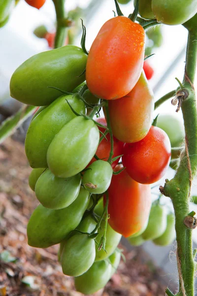 Crecimiento de tomates de pimiento maduros en invernadero. Fondo de naturaleza . —  Fotos de Stock