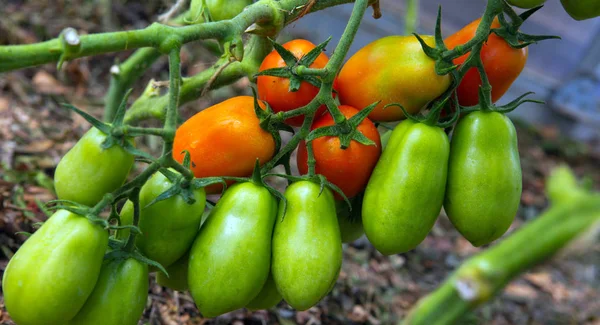 Crecimiento de tomates de pimiento maduros en invernadero. Fondo de naturaleza . —  Fotos de Stock