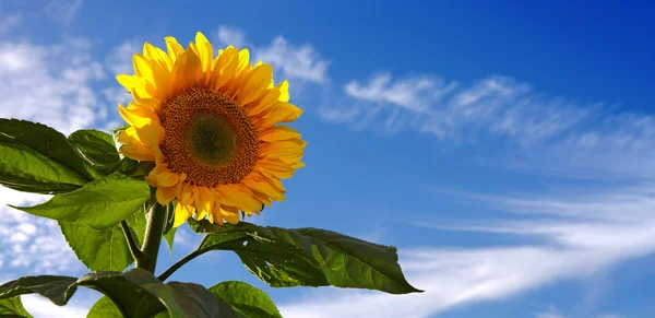 De bloem van de zon tegen een blauwe hemel. Zomer achtergrond. — Stockfoto