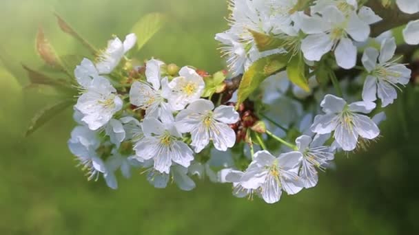 Közelíts rá a fehér cseresznyevirágokra. Tavaszi háttér. — Stock videók