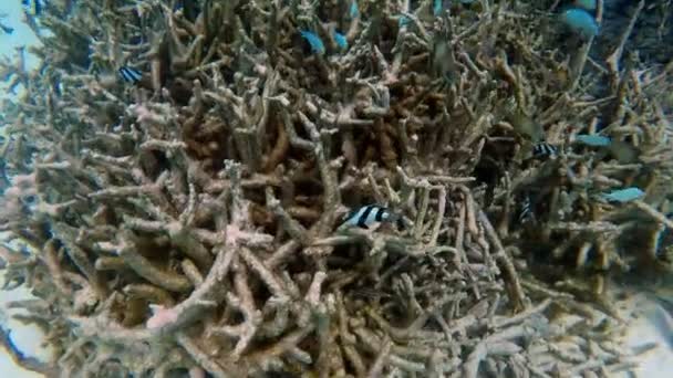 深蓝色海洋中的海底珊瑚礁，有着五彩斑斓的鱼类和海洋生物. — 图库视频影像