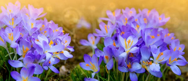 Paarse Krokussen bloemen en zonlicht. Lente achtergrond. — Stockfoto