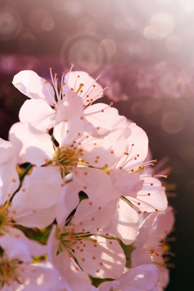 Pohon Blossom di atas latar belakang alam merah. Latar belakang musim semi . — Stok Foto