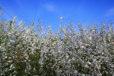 Çiçek açması çalılar üzerinde mavi gökyüzü izole. Bahar arka plan.