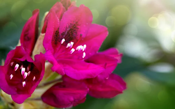 Detail krásné červené květy azalek. Na jaře pozadí. — Stock fotografie