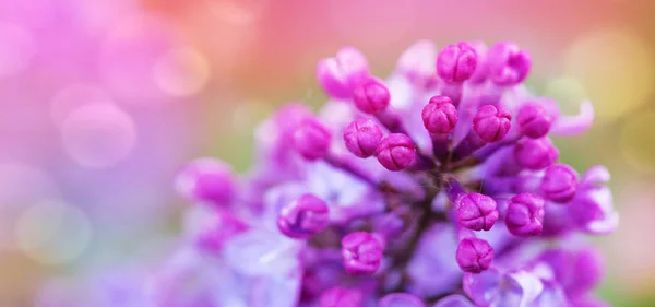 Ramo de lilás florescente isolado em verde . — Fotografia de Stock