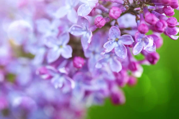 Branch of blossoming lilac isolated on green. — Stock Photo, Image