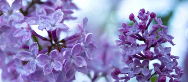 Close-up oof blossoming lilac isolated on blur background. — Stock Photo, Image