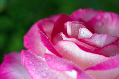 Pembe gül tatlı su ile bırakır. Tatil arka plan.