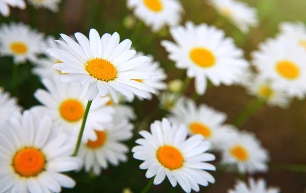 Makro skott av stora prästkragar. Blommor bakgrund. — Stockfoto