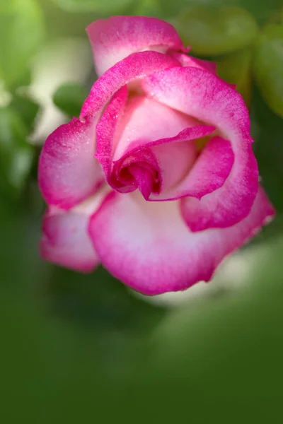 Rosa rosa primo piano con goccia di watwr . — Foto Stock