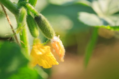Sera salatalığının gelişimi ve gelişimi.