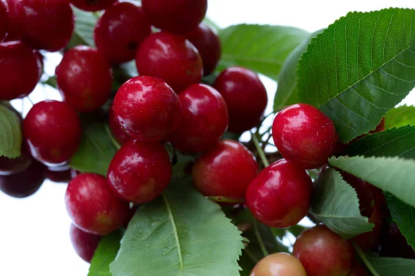 Macro shot on red cherries in the summer garden. — Stock Photo, Image