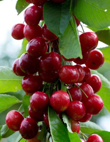 Macro tourné sur les cerises rouges dans le jardin d'été. — Photo