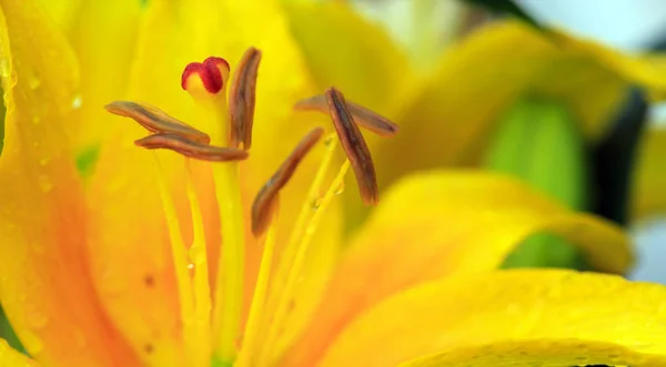 Makroaufnahme an gelben Lilienblüten im Sommertag. — Stockfoto