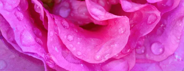 Όμορφη ροζ ροδοπέταλα κινηματογράφηση σε πρώτο πλάνο. Λουλούδια πλαίσιο. — Φωτογραφία Αρχείου