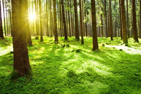 Sonnenlicht im deutschen Wald. Frühling Natur Hintergrund. — Stockfoto