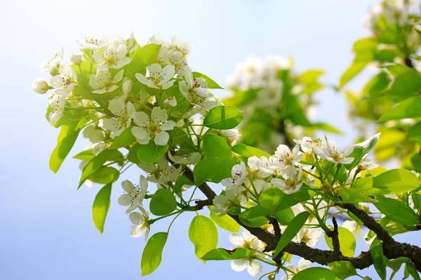 Blossoming tree and blue sky . Spring background. — Stock Photo, Image