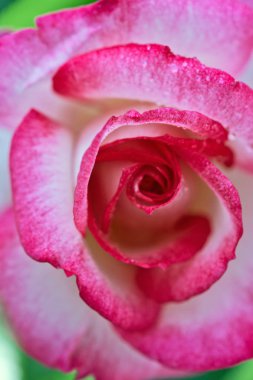 Pembe gül tatlı su ile bırakır. Tatil arka plan.