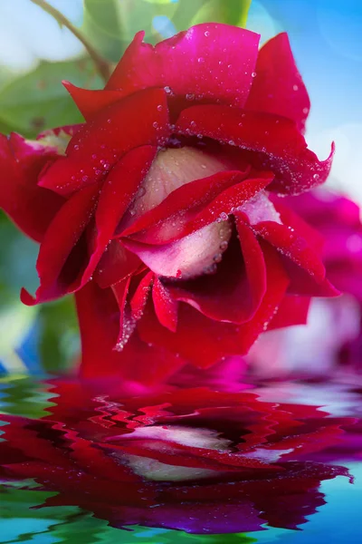 Σταγόνες κόκκινο τριαντάφυλλο closeup με νερό. Μακροεντολή γυρίστηκε. — Φωτογραφία Αρχείου