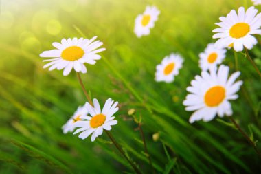 Yaz bahçesinde beyaz papatya şat..