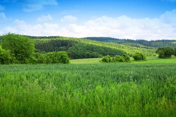 Summer landscape with trees and blue sky. Summer background. — Stock Photo, Image