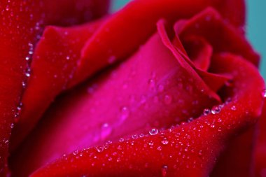 Kırmızı gül tatlı su ile bırakır. Çiçekler arka plan.