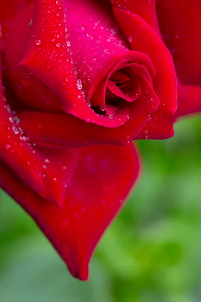Красная роза крупным планом с капли воды. Цветы фон . — стоковое фото