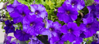 Yaz bahçesinde bir parlak Petunya çiçek.