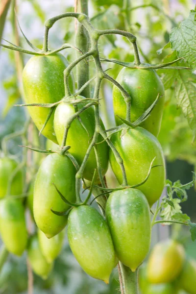 Tomates de ameixa crescendo isolados. Jardim verão fundo . — Fotografia de Stock