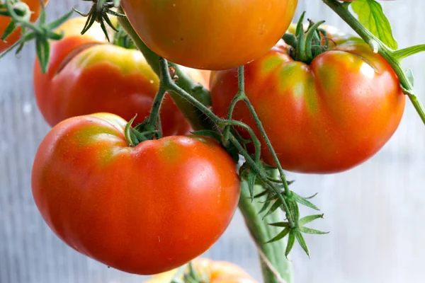 Macro shot on meat tomatoes growing isolated . Garden background. — Stock Photo, Image