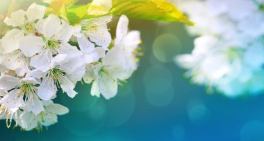 Beyaz kiraz çiçeklerine yaklaş. Bahar arkaplanı.