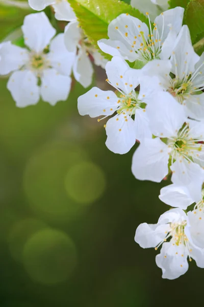 緑の自然の背景の上の花のツリー。春の背景. — ストック写真