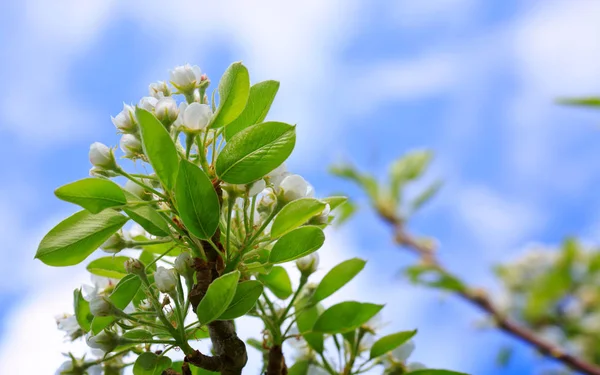 Close up on white cherry blossoms. Spring background. — Stock Photo, Image