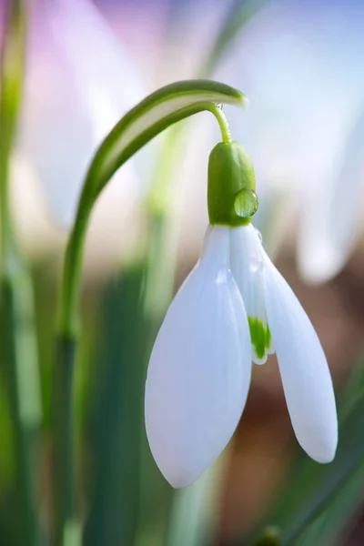 Schneeglöckchen auf Bokeh-Hintergrund im sonnigen Frühlingsgarten unter Sonnenstrahlen. — Stockfoto