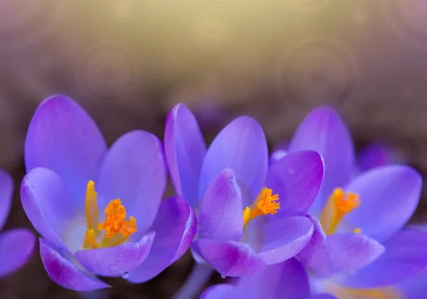 Crocus violets dans le jardin de printemps. Fond de Pâques . — Photo