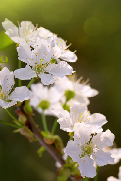緑の自然の背景の上の花のツリー。春の背景. — ストック写真