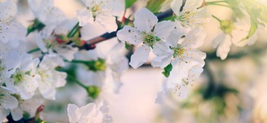 Beyaz kiraz çiçeklerinin üzerinde gün batımı. Bahar arkaplanı.